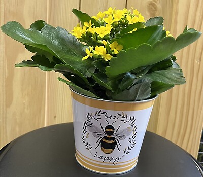 4&quot; Kalanchoe in Metal Bee Happy Pot