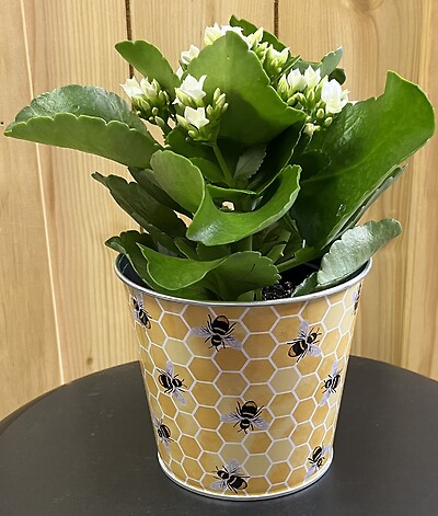 4&quot; Kalanchoe in Metal Honeycomb Pot