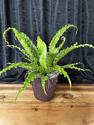 6&quot; Bird&#039;s Nest Fern in a Basket