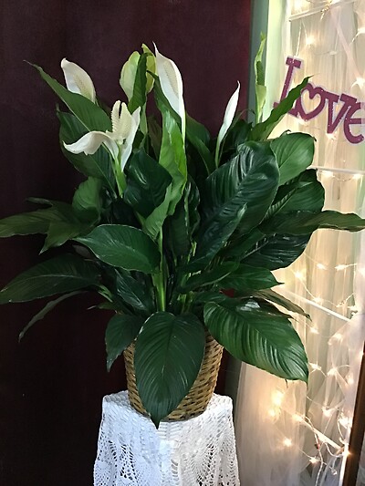 Simply Elegant Spathiphyllum - Large