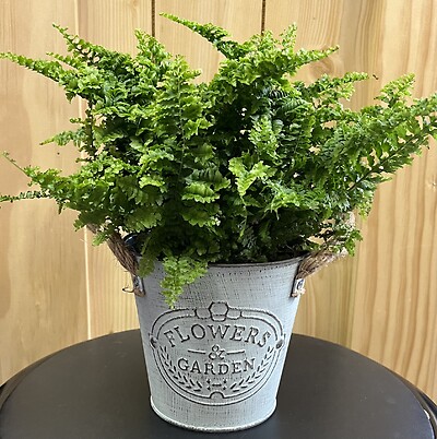 4&quot; Fluffy Ruffle Fern in Flowers &amp; Garden Metal Pot