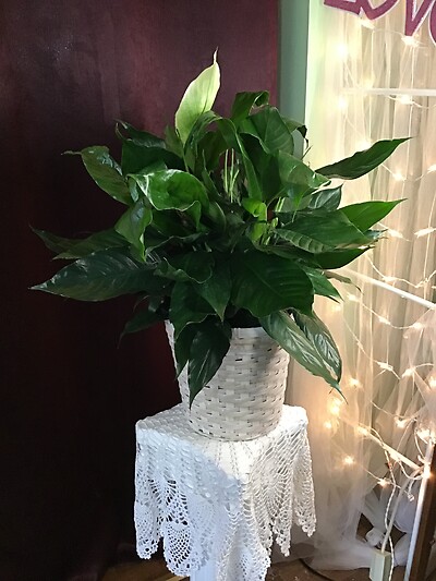 Simply Elegant Spathiphyllum - Medium