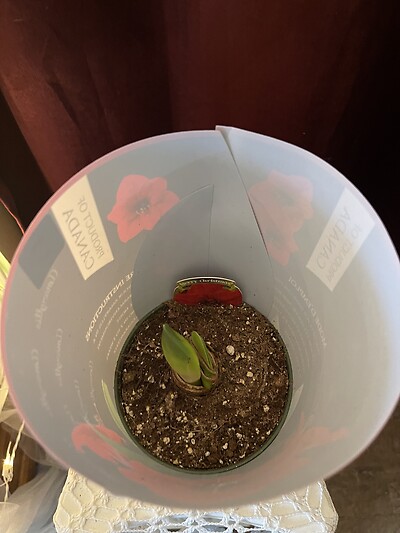 Amaryllis