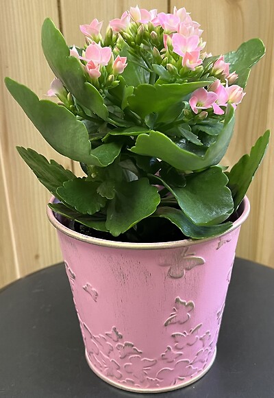 4&quot; Kalanchoe in Pink Metal Butterfly Pot