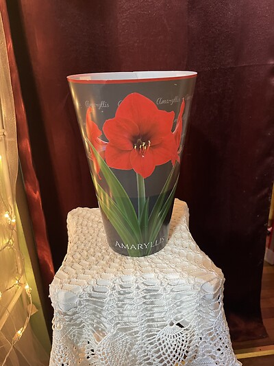 Amaryllis