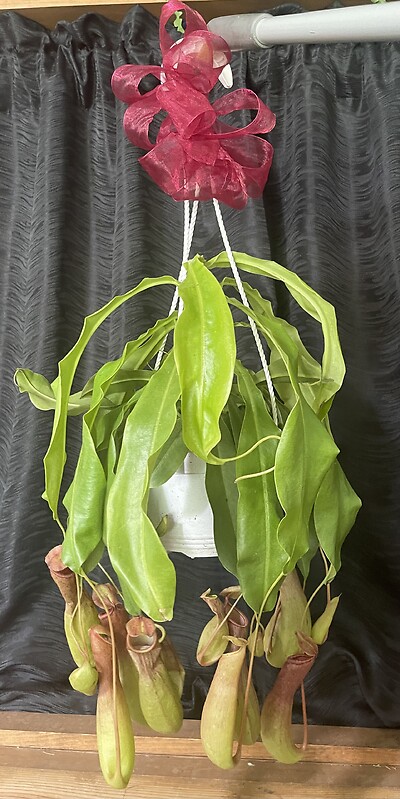6&quot; Pitcher Plant (Nepenthes) Hanging Basket
