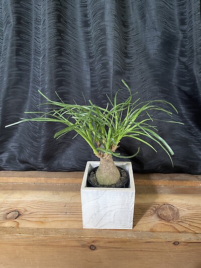 4&quot; Ponytail Palm in a Box
