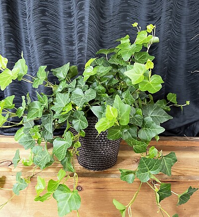 6&quot; Ivy in a Basket