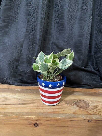 4th of July Pothos Njoy