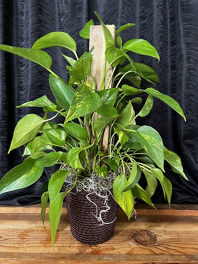 6&quot; Pothos on a Totem in a Basket