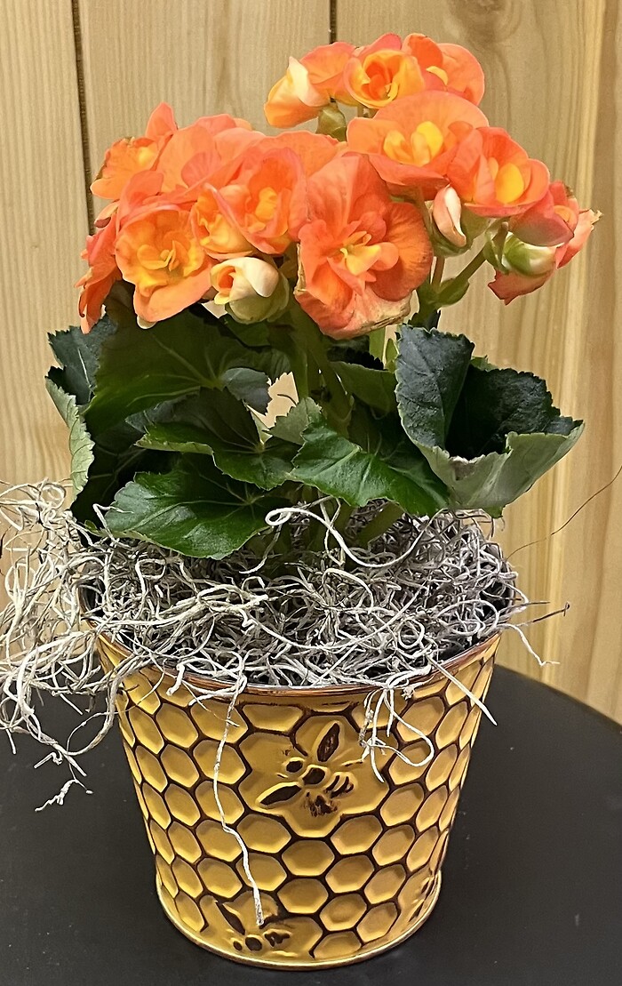 4.5" Orange Rieger Begonia in Honeycomb Pot