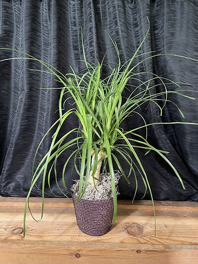 6&quot; Ponytail Palm in a Basket