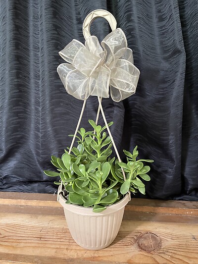 6.5&quot; Jade/Trailing Hanging Basket