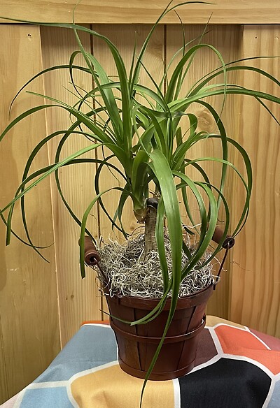 4" Ponytail Palm