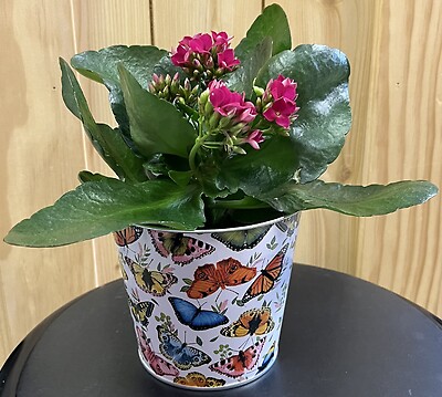 4&quot; Kalanchoe in Metal Butterfly Pot