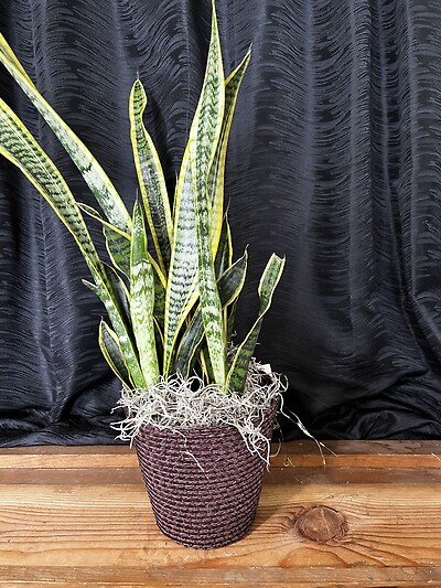 6&quot; Sanseveria in a Basket