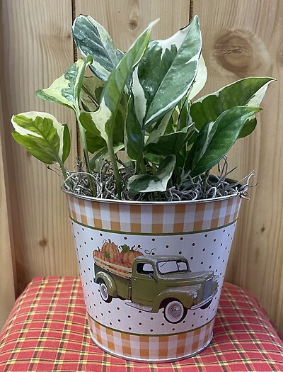 Truck Hauling Pumpkins Pail w/NJoy Pothos