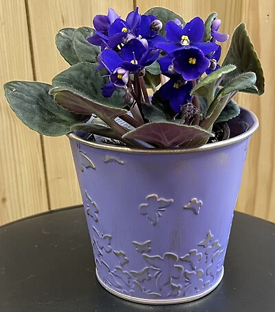 4&quot; African Violet in Purple Metal Butterfly Pot