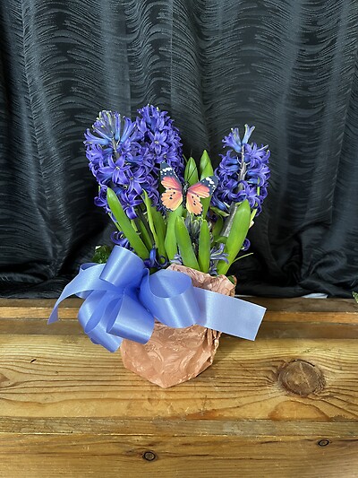 6&quot; Hyacinth