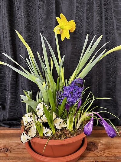 12&quot; Spring Bulb Garden
