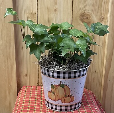 Pumpkin Pail Of Ivy