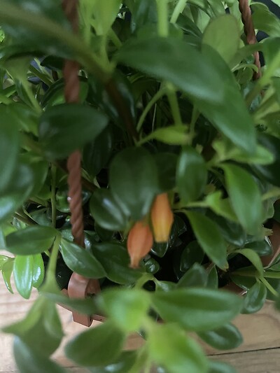 6&quot; Goldfish Hanging Basket