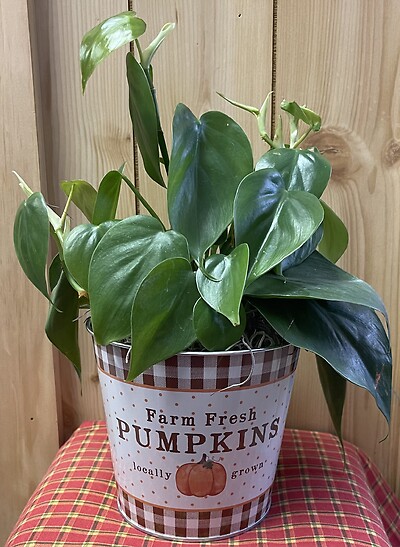 Farm Fresh Pumpkins Pail w/ Philodendron