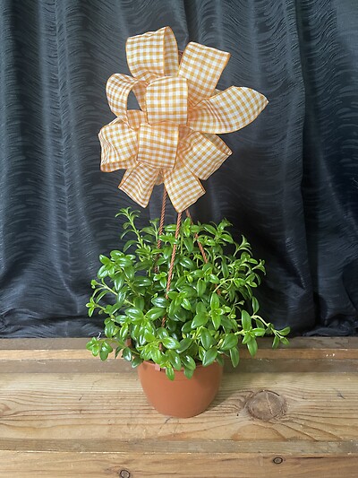 6&quot; Goldfish Hanging Basket